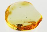Detailed Fossil True Midge (Chironomidae) in Baltic Amber #367401-1